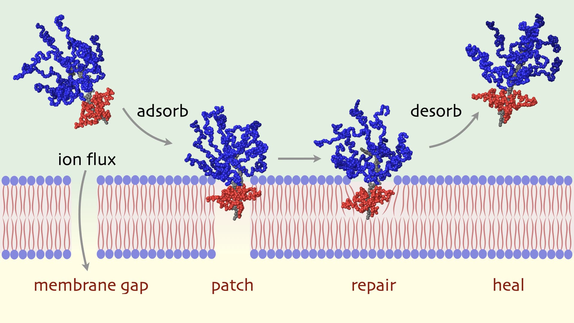 Elymer™ proposed mechanism of action: a gap in the lipid bilayer lets ions flux across it, the macromolecule adsorbs and patches the gap, the bilayer repairs, and the macromolecule desorbs leaving a healed membrane